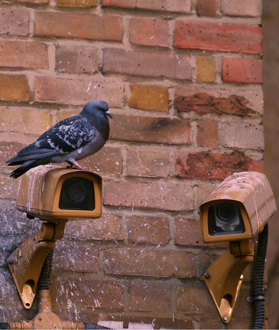 Pigeon perched on a security camera against a brick wall
