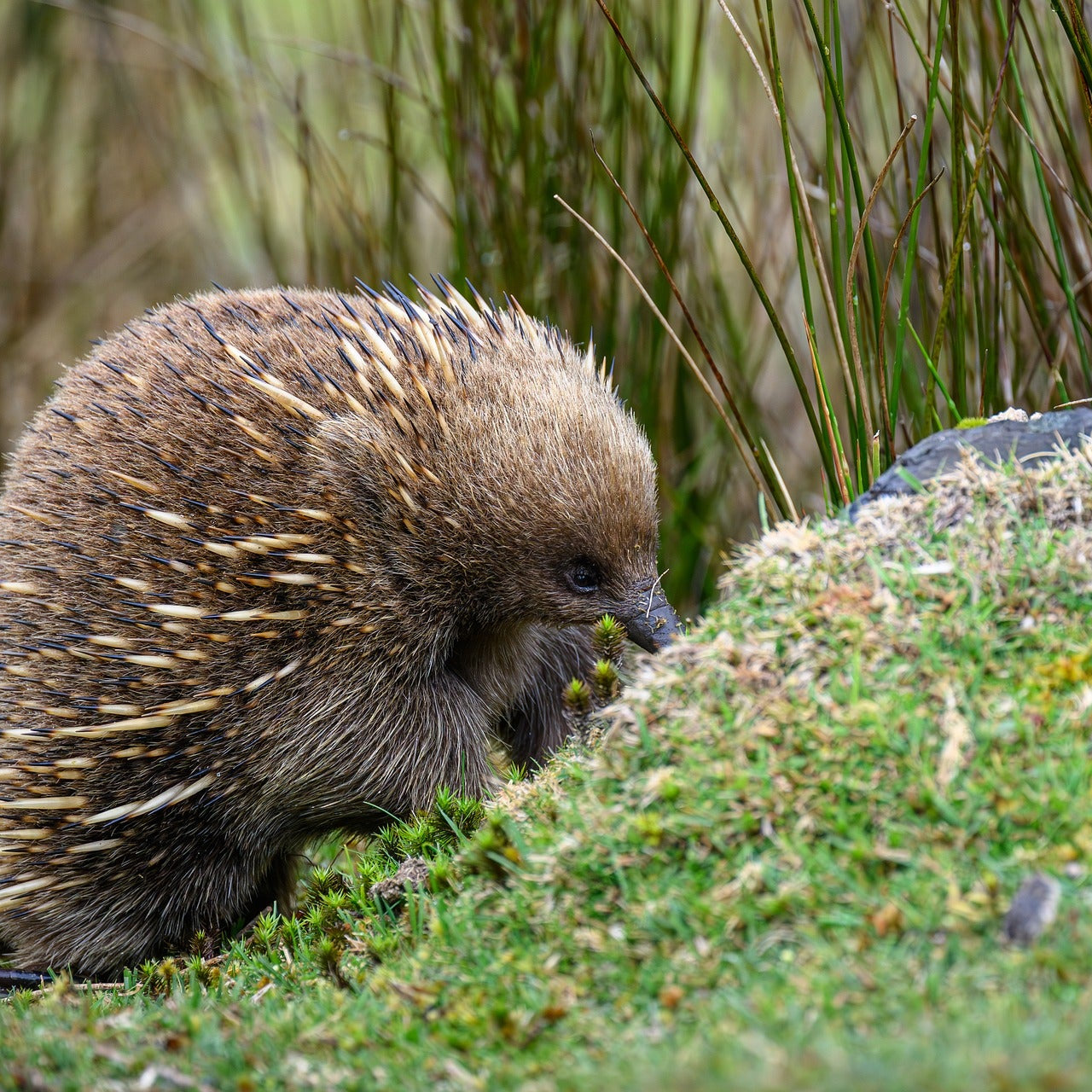 Echidna walking on a grassy area with plants in the background